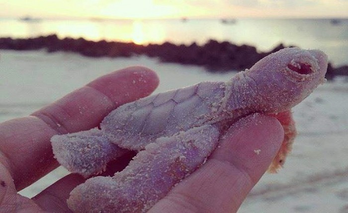 albino turtle